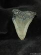 Small Megalodon Shark Tooth #559-1
